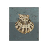 Seashell C Print by Sarah Atkinson