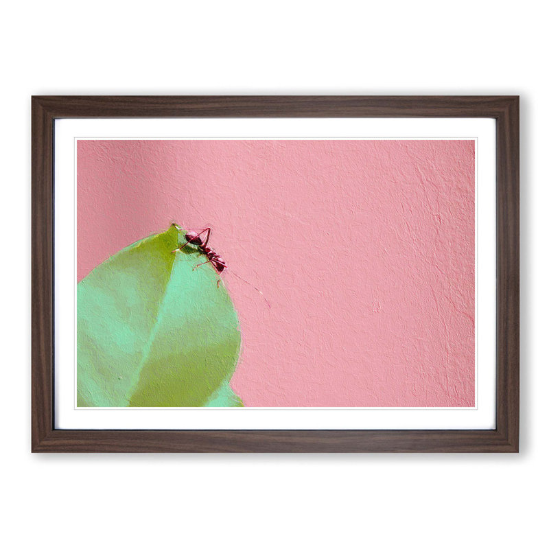 Red Ant - Picture Frame Photograph Print, 48cm H x 65cm W x 2cm D, Walnut Framed