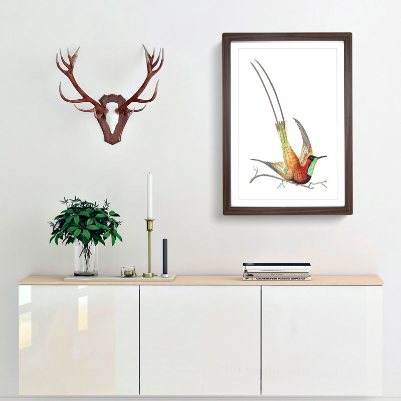 Long-Tailed Hummingbird by George Shaw - Picture Frame Painting Print, Walnut Framed, 48cm H x 36cm W x 2cm D