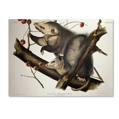 « virginy opossum » par john james audubon, reproduction d’art sur toile tendue