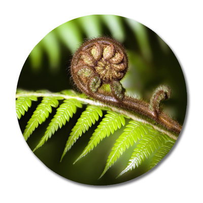 Fern Branch! " Fern Branch! "
