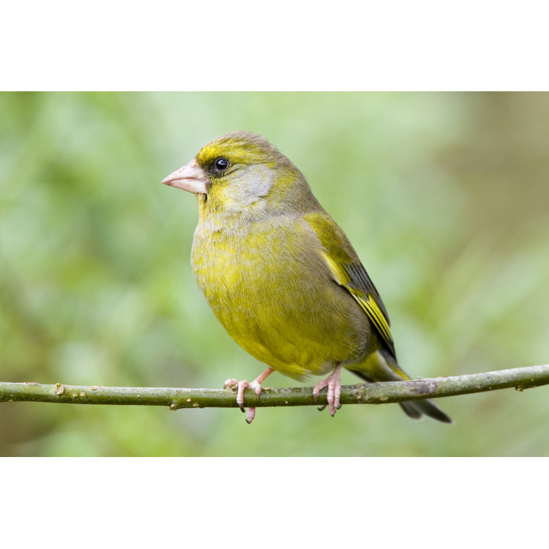Greenfinch by Andrew_Howe - No Frame Art Prints on Canvas, 20cm H x 30cm W