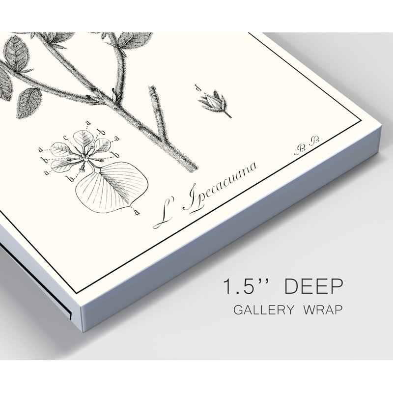 «Antique Black and White Botanical», reproduction d'art sur toile tendue, H 27 po x l 18 po x P 1 po