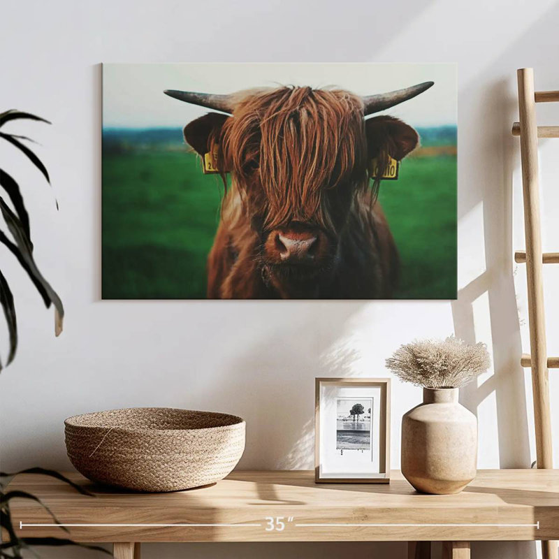 Gros plan sur une vache Brampt Highland, H 16 po x l 24 po