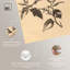 Paire de pinsons I sur toile -2054159182-2054159223