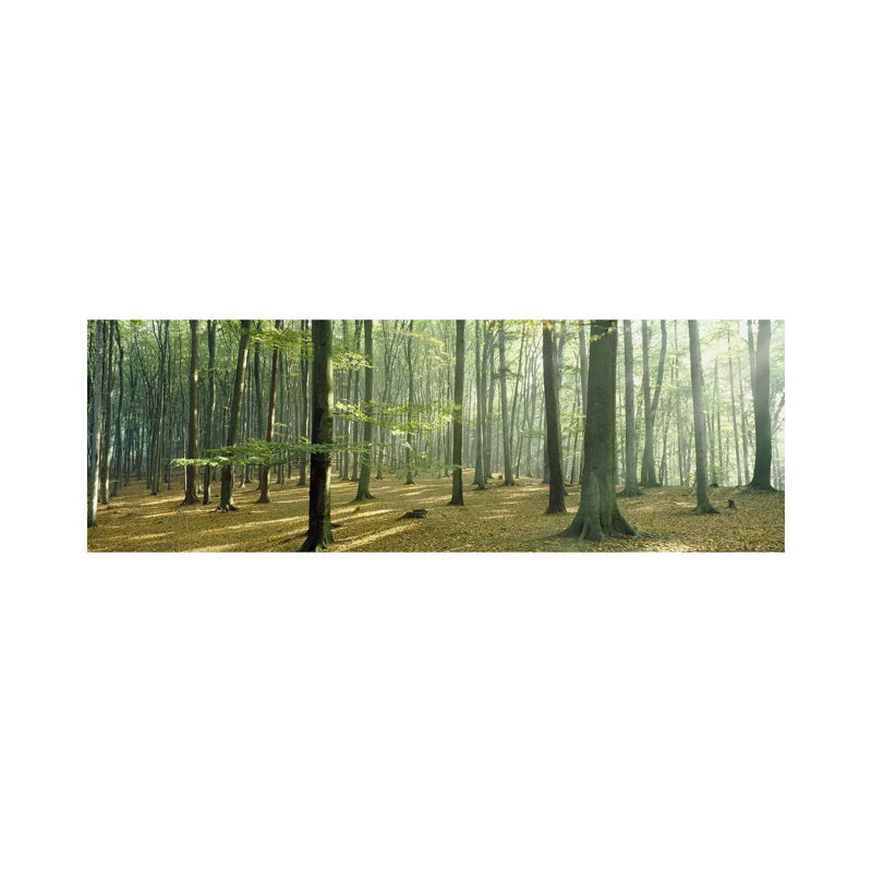 Woodlands Near Annweiler Germany - Wrapped Canvas Panoramic Print, 152.4 cm H x 50.8 cm W x 3.175 cm D