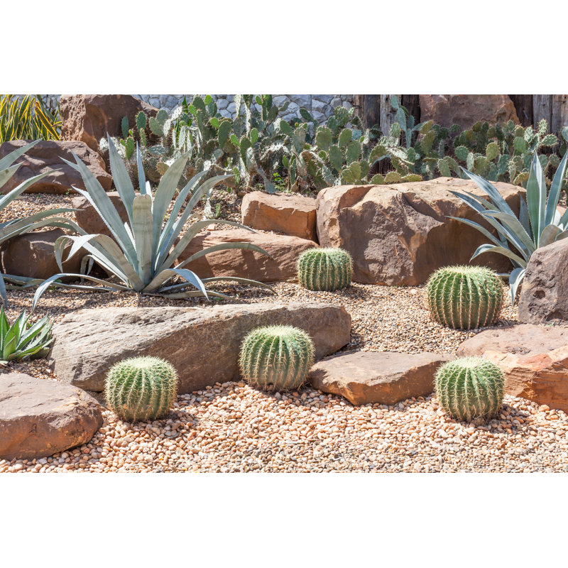 Cactus In Botanical Garden, Model Of Desert Garden by Mrcmos - Wrapped Canvas Print, 60.96cm H x 91.44cm W