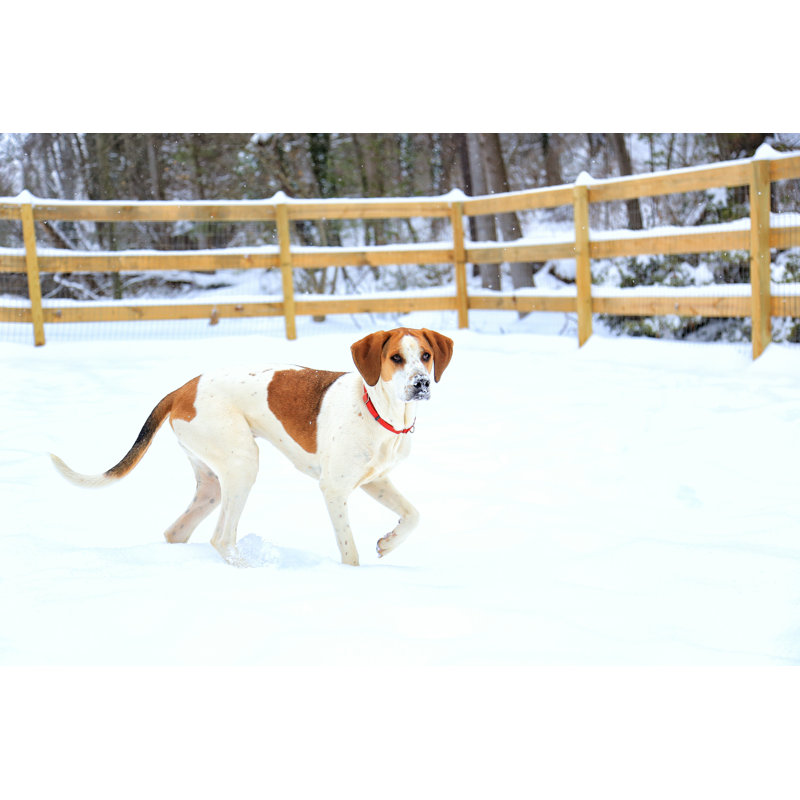 American Foxhound par Pro16Productions - Photographie sur toile tendue, H 24 po x l 36 po