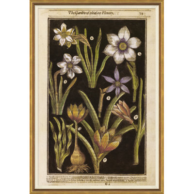Botanicals Giclee Print by Robert John Thornton