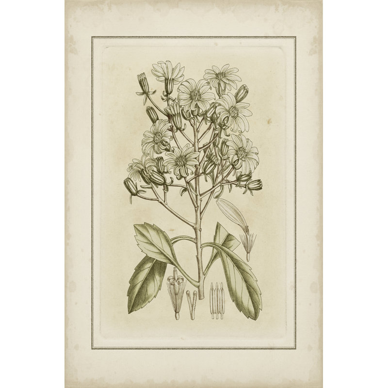 Small Tinted Botanical I (P) by Curtis - Wrapped Canvas Art Prints, 91cm H x 61cm W x 3.8cm D