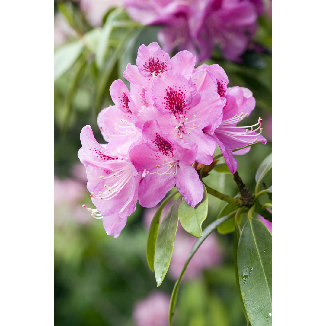 A Beautiful Rhododendron Flower Head by Abzee - Leinwandbild