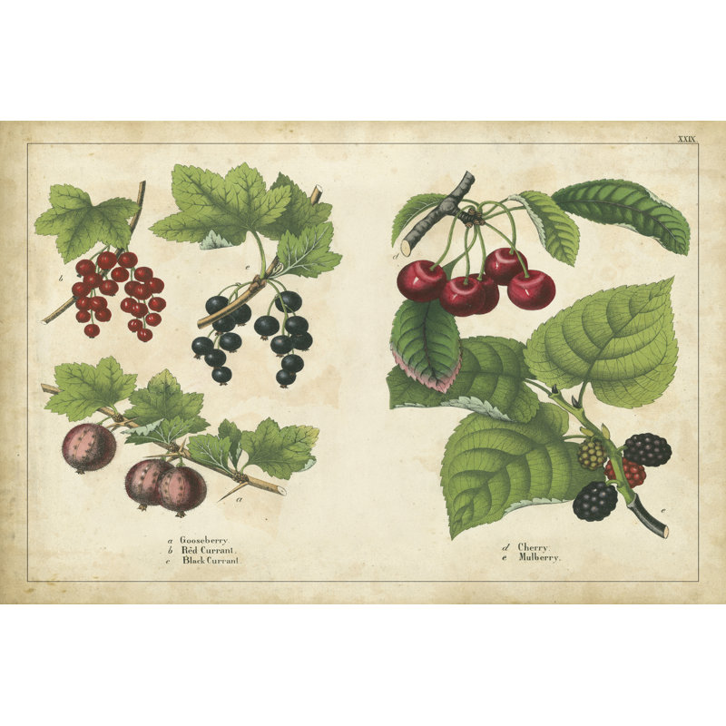 Kitchen Fruits III - Wrapped Canvas Print, 30cm H x 46cm W x 3.8cm D