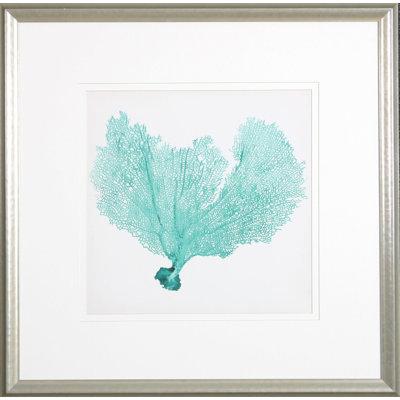 Sea Fan VI Print by Vision