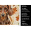 Serviette de cuisine tricolore Sheltie-2083472649