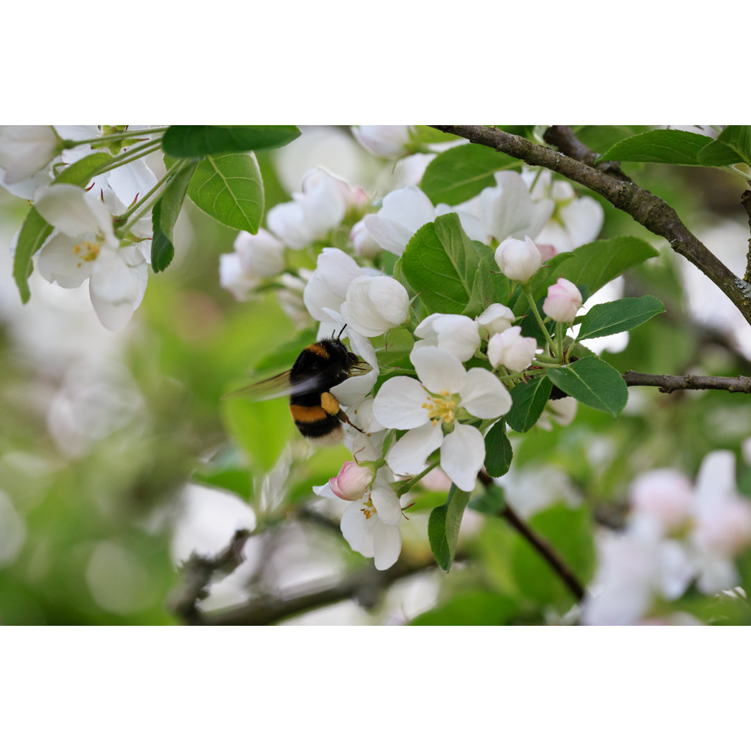 Nahaufnahme einer Hummel