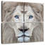 Lion exotique Brampt-109036949