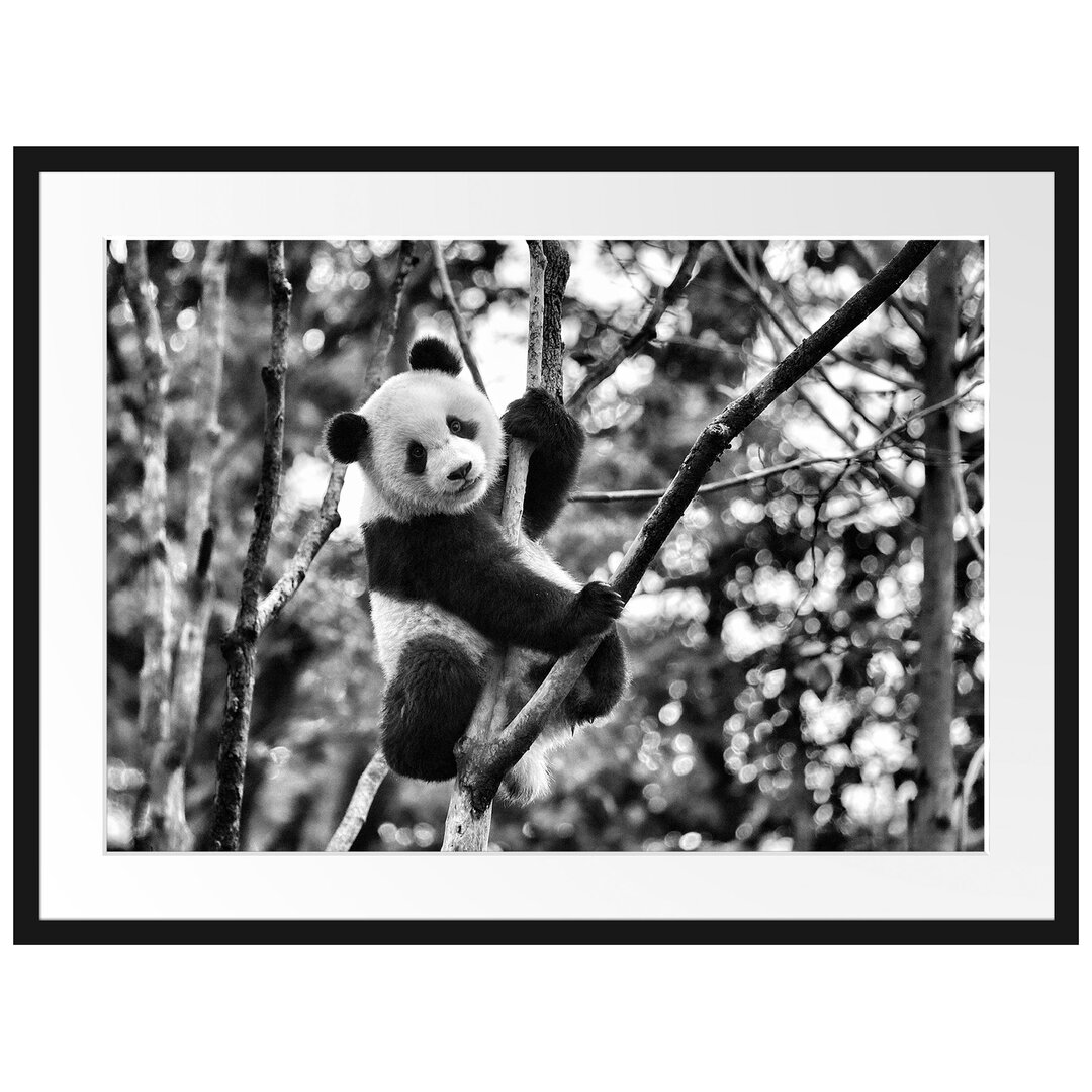 Gerahmtes Poster Niedlicher Pandabär auf Baum