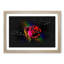 Rainbow Upon A Red Rose - Picture Frame Graphic Art-56876193-56876196