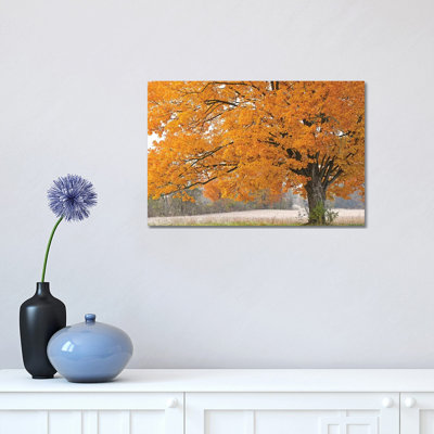 Morning Maple by Brian Wolf - Wrapped Canvas Gallery-Wrapped Canvas Giclée