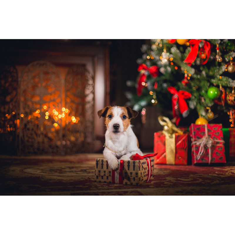 Dog Jack Russell Terrier. Puppy. Christmas by Anna-av - Wrapped Canvas Print, 20cm H x 30cm W x 3.8cm D