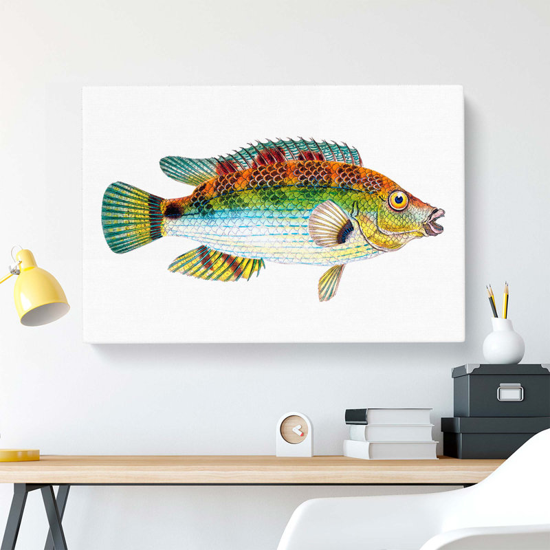 Goldfinny Fish by Edward Donovan - Wrapped Canvas, 40cm H x 60cm W x 3cm D