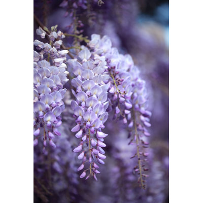 Wisteria in Rome, Italy by Romaoslo