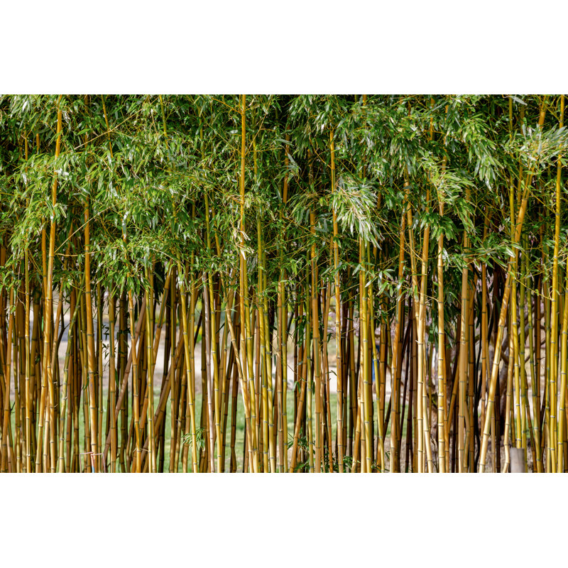 Bamboo by Sabine Wagner - Wrapped Canvas Print, 81cm H x 122cm W