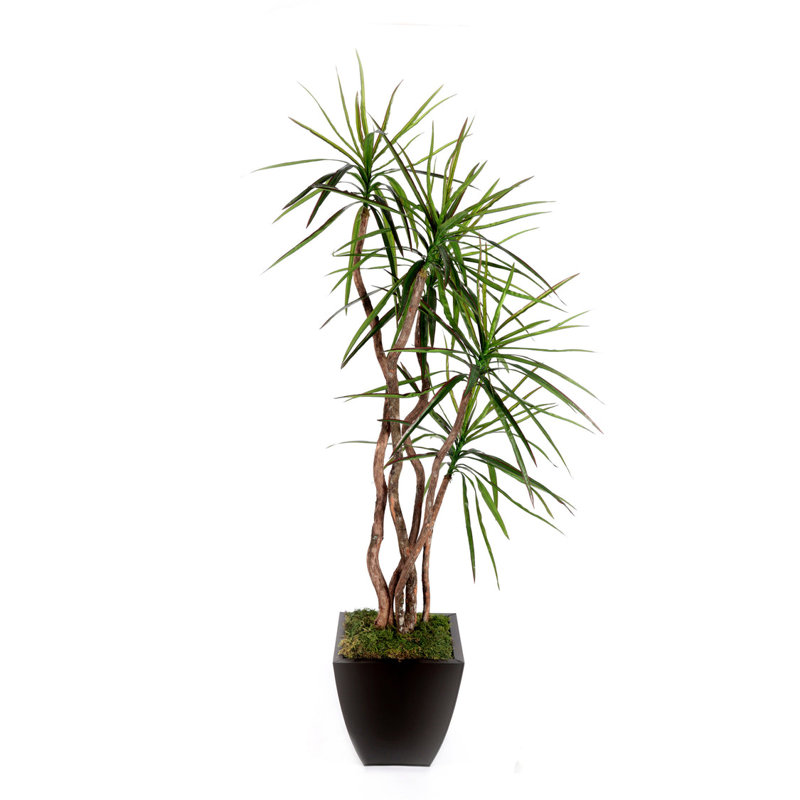 7'H Yucca Tree with Real Wood Trunks in Bronze Tin Pot