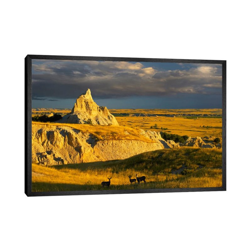 Mule Deer Trio In The Grasslands Of Badlands National Park, South Dakota by Tim Fitzharris - Gallery-Wrapped Canvas Giclée on Canvas