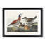 Ruddy Duck by John James Audubon - Framed Print-55610620-55610624