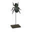 Small Stag Beetle on Stand
