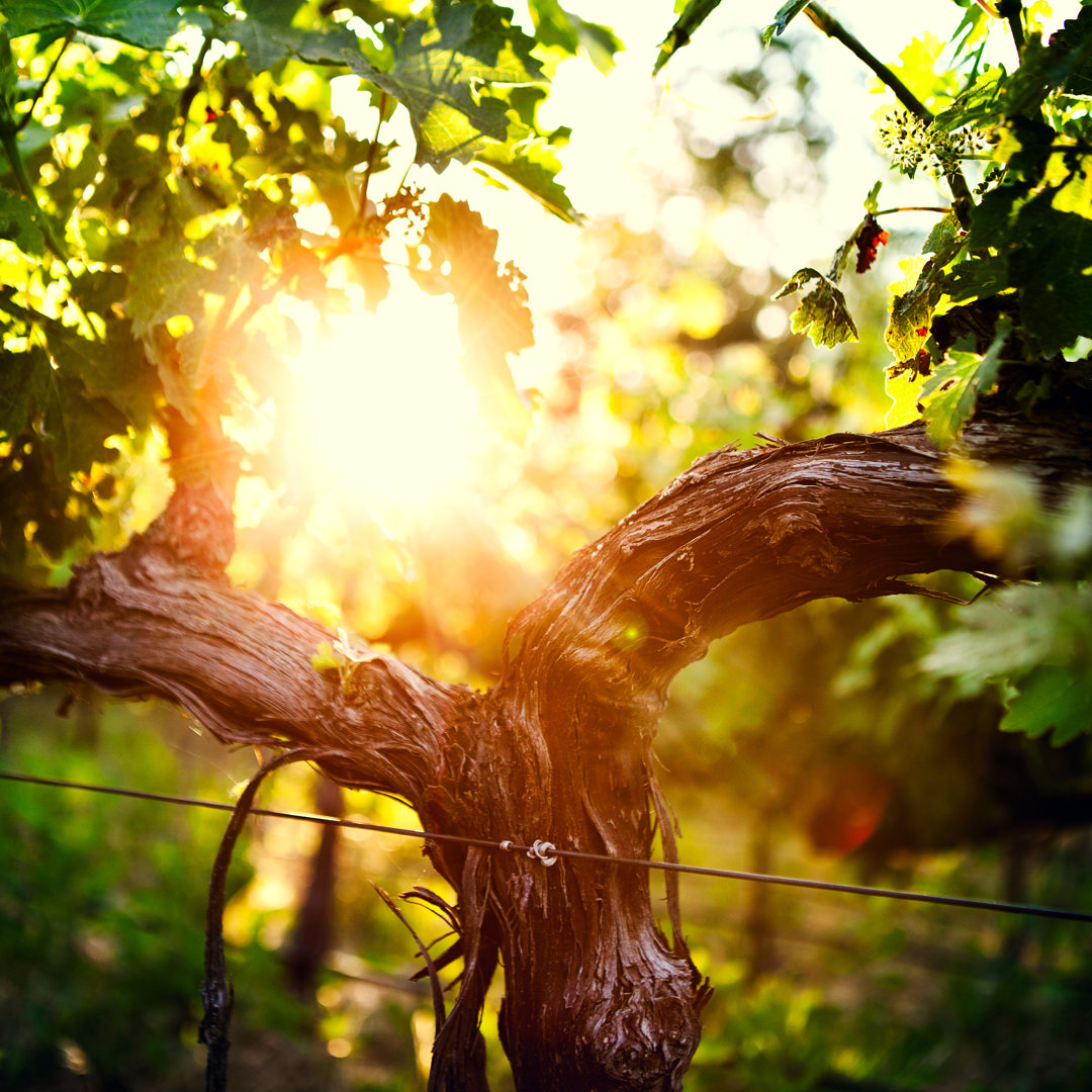 Grape Vine And Trunk von RyanJLane - Leinwanddrucke auf Leinwand