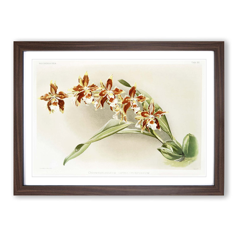 Magnolia Flowers Illustration Tab. 33 by Frederick Sander - Picture Frame Painting Print, Walnut Framed
