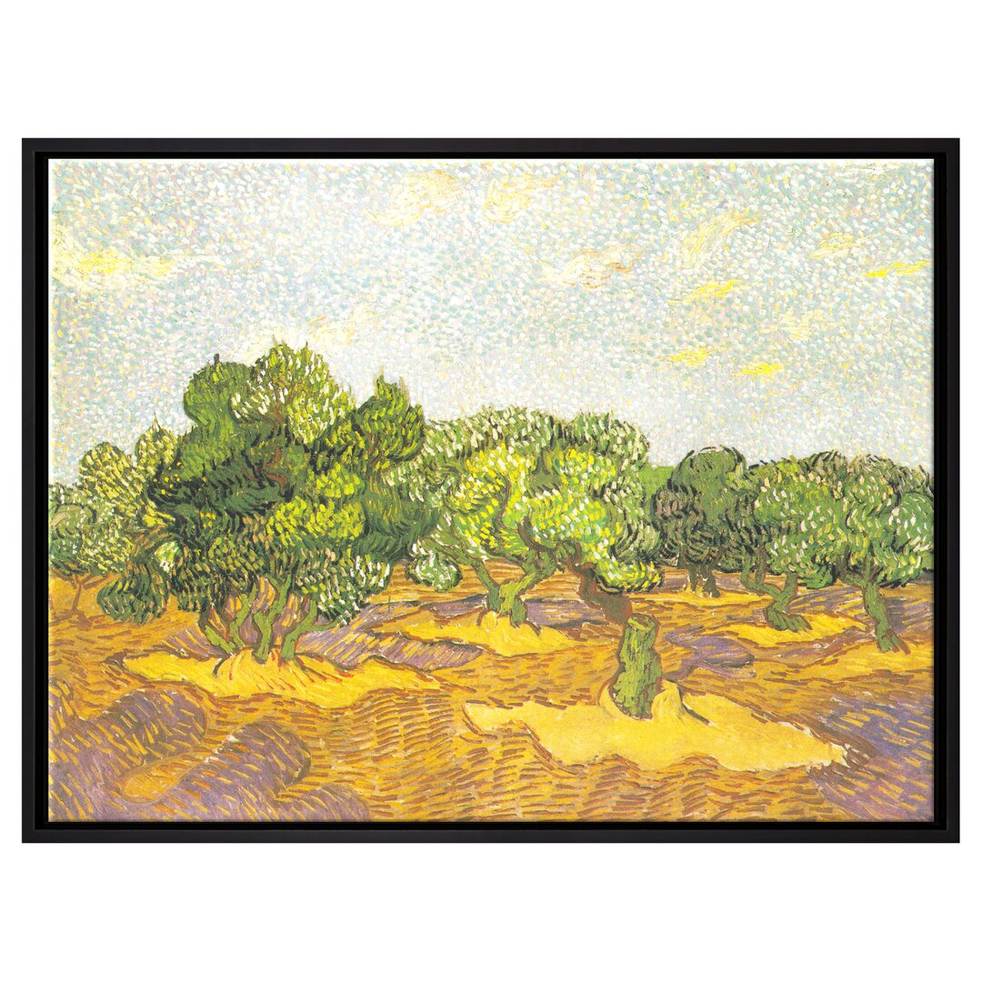 Gerahmtes Leinwandbild Olive Trees II von Vincent Van Gogh