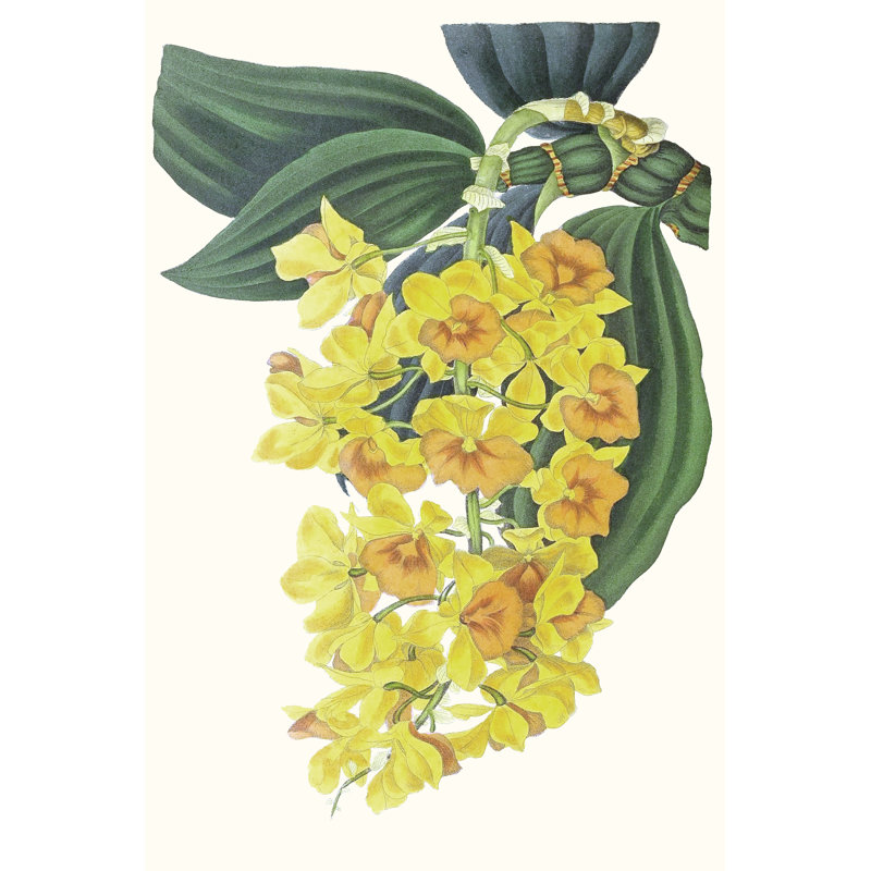 Paxton Tropicals VIII - No Frame Painting on Canvas, 46cm H x 30cm W x 3.8cm D