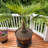 3 gal. Windmill Palm