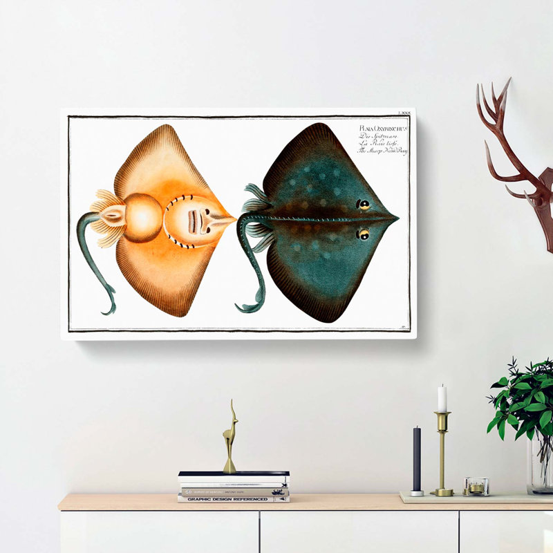 Sharp Nosed-Ray Fish by M.E. Bloch - Wrapped Canvas, 40cm H x 60cm W x 3cm D