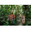 Bengal Tigers - Wrapped Canvas Print-820791004