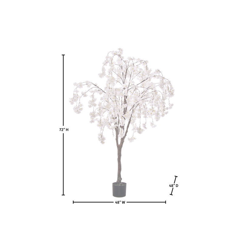 Cerisier 6 pi, Cerisier blanc qui pleure