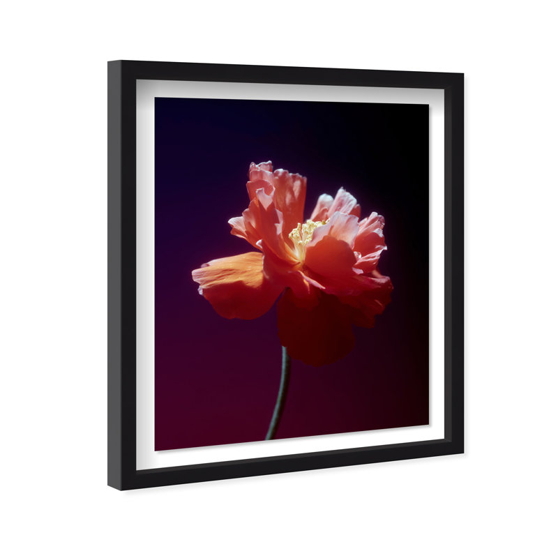 Taffeta Twilight II Shadowbox Floral & Botanical Print by Oliver Gal, Black Frame, 16 x 20, 17.5"H x 21.5"W, Black Shadowbox