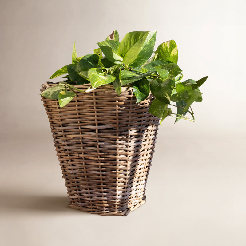 Square Tapered Planter with Black Plastic Insert