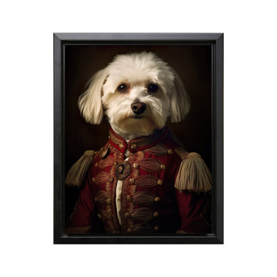 Aristocratic Havanese