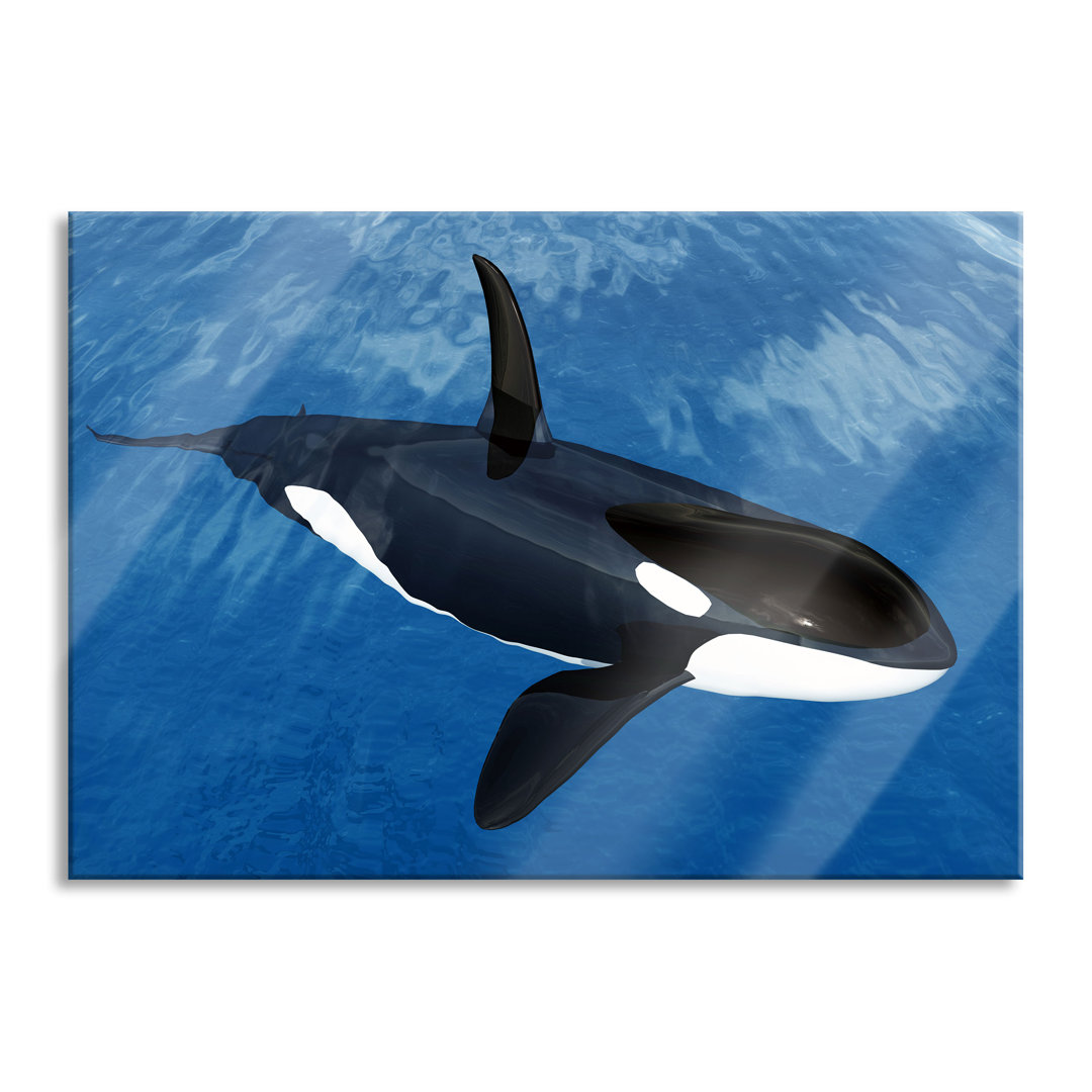 Glasbild Orca im blauen Meer