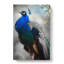Gorgeous Peacock Bird - Wrapped Canvas-55366065
