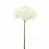 Blanc pur