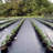 Shade Cloth and Cover-63598574