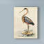 «Antique Heron II» par World Art Group, reproduction d'art graphique sur toile-33521949