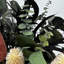 Real Preserved Mixed Bouquets Mix 9 Med - Large-1508340526