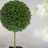 Set of 3 Mini Topiaries in Decorative Pots