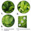 Herbes, thym, passage 1 - Art floral-1778332461-1778332451